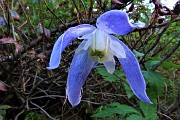 90 Fiore di Clematide alpina (Clematis alpina)
